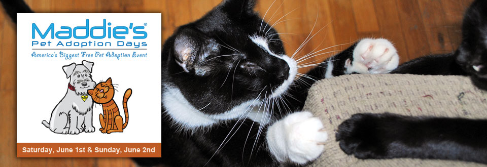 Join Us For Maddie’s Pet Adoption Days to Empty Our Shelter