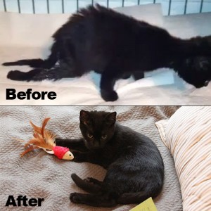 franklin-before-after