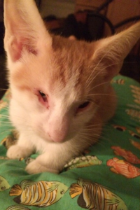 ginger awaiting adoption
