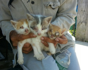 ginger una and peachy before