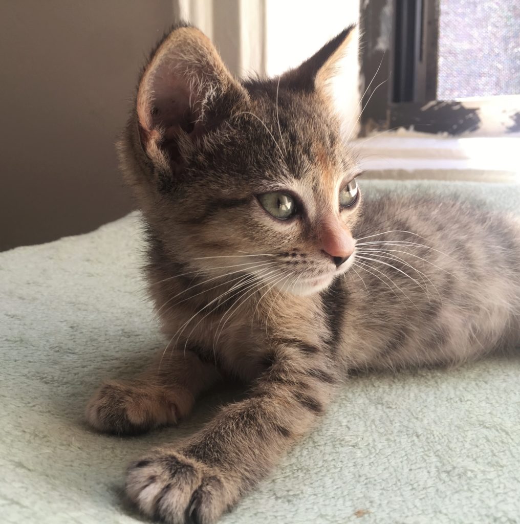 Rosalind Feline Franklin - successful For Animals' rescue, foster and adoptee Rosalind Feline Franklin - successful foster and adoptee