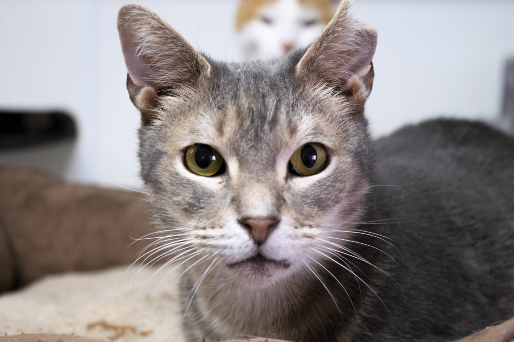 A For Animals shelter cat. Photo by volunteer Feargal Halligan