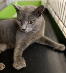 Sage all cleaned up and well-fed after being rescued