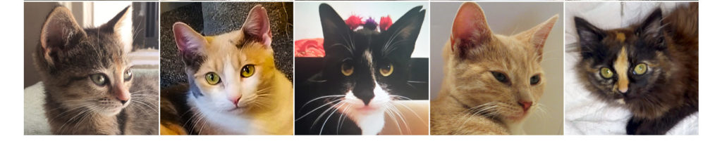 Our Adoption Process | For Animals Inc.