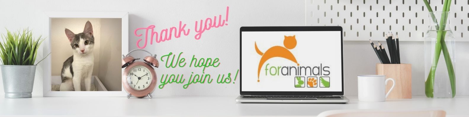 Volunteer For Animals, NYC!